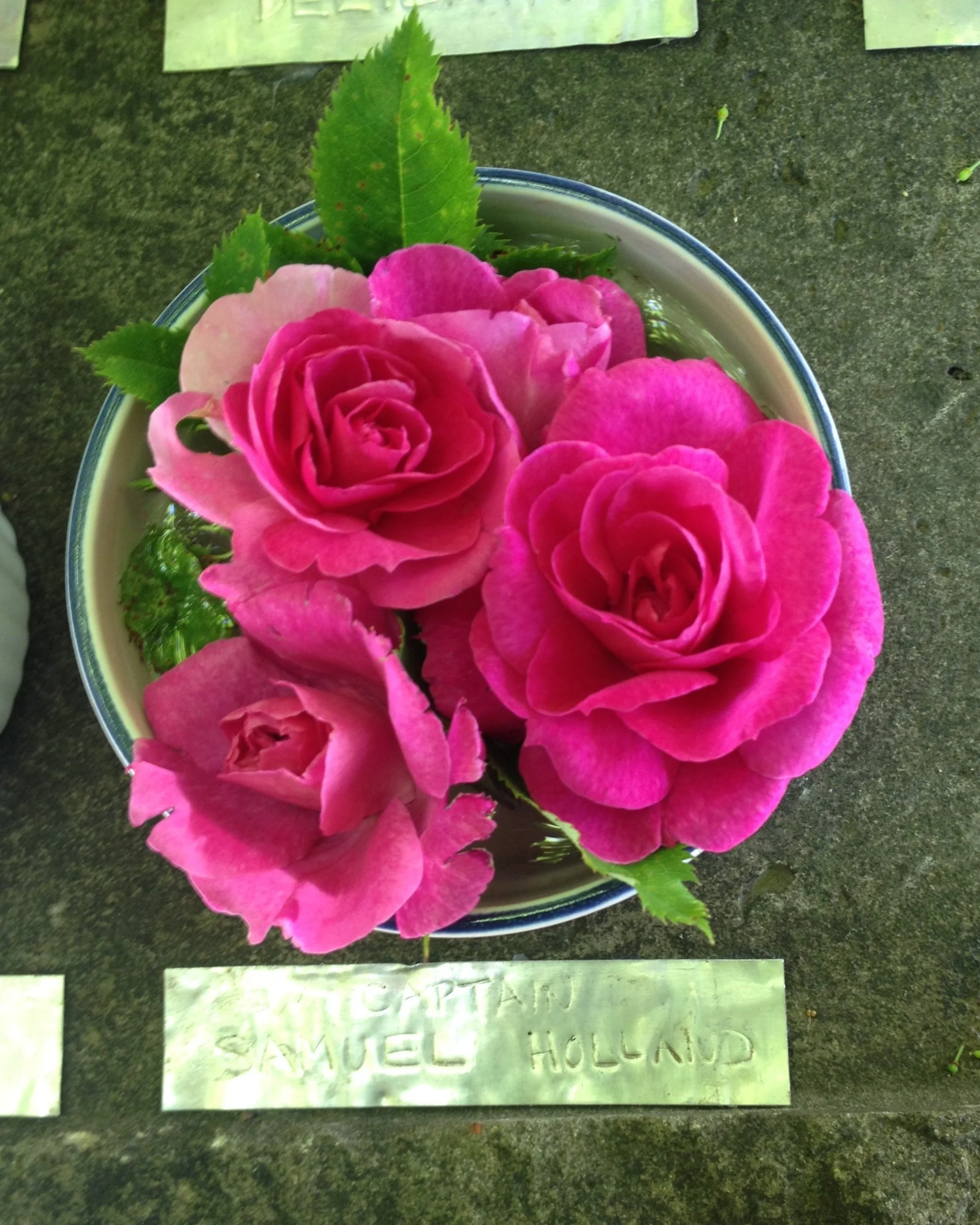 Captain Samuel Holland Rose — Corn Hill Nursery